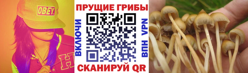 Купить закладки  Сурск  Галлюциногенные грибы GOLDEN TEACHER 